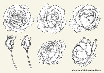 Rose vector set by hand drawing.Beautiful flower on white background.Rose art highly detailed in line art style.Golden celebration rose for wallpaper