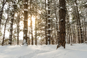 Sun in Beautiful Pine Winter Forest. Trees in Snow.