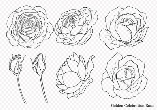 Rose vector set by hand drawing.Beautiful flower on white background.Rose art highly detailed in line art style.Golden celebration rose for wallpaper