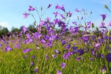 Campanula patula.