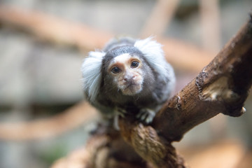 little monkey gameplay sits on branch and looks into the lens