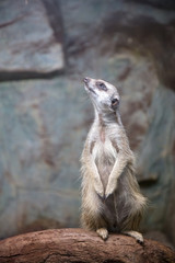 marmot in  rack against wall background in zoo