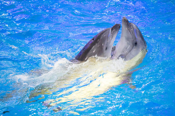 pair of dolphins dancing in pool