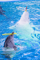 beluga and dolphin twirl hoop in show