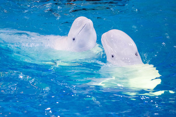 pair of beluga dancing in the pool