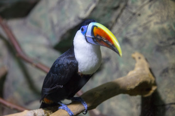 toucan on  branch in  room