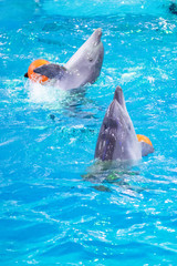two dolphins with balls in fins
