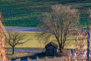 Hütte am Baum im Weinberg