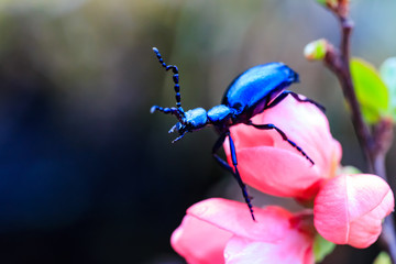 Metalligblauer Käfer sitzt auf eine Blüte