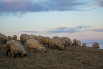 Sheep grazing on a hillside with beautiful evening sky in the backgrounds