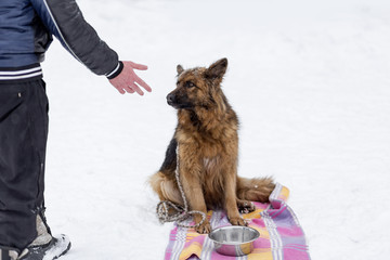 German shepherd in winter, waiting for his dinner