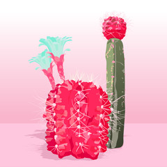 Obrazy  różowe kaktusy