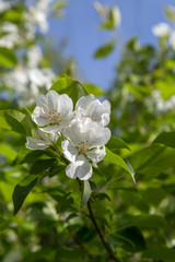 Picture with a blossoming pear