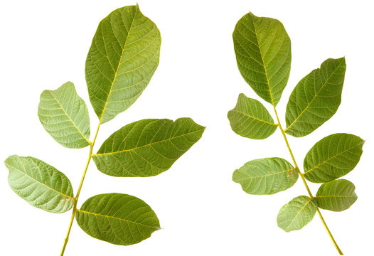 Leaves of walnut tree on white isolated background. Space for text. set, collection
