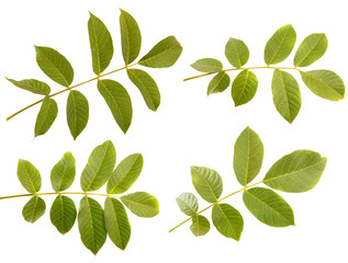 Leaves of walnut tree on white isolated background. Space for text. set, collection