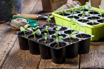 Aster flower seedling sprouts in black plastic pots. Gardening concept.