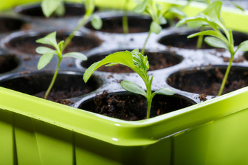 Aster flower seedling sprouts in black plastic pots. Gardening concept.