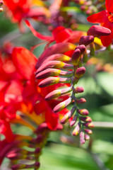 bright red flower looking like a spine
