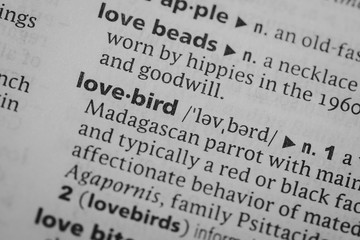 Mcro shot of word definition: Lovebird