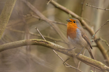 Robin Bird. Erithacus rubecula