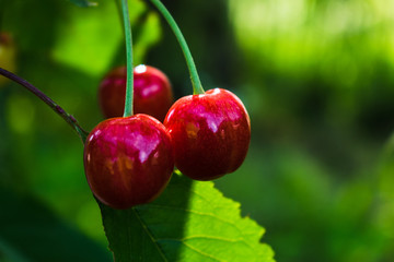 ripe cherries on a branch