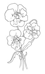 Bouquet of pansies. The sketch marker. Hand drawing. Vector