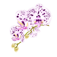 Stem with flowers and  buds beautiful orchid with dots purple and white Phalaenopsis  closeup  on a white background vintage  vector vector illustration editable  hand draw