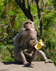 Monkey with baby