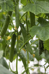 The growth and blooming of greenhouse cucumbers. the Bush cucumbers on the trellis. Cucumbers vertical planting. Growing organic food. Cucumbers harvest