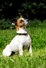 Jack Russel sitzt in einer Wiese