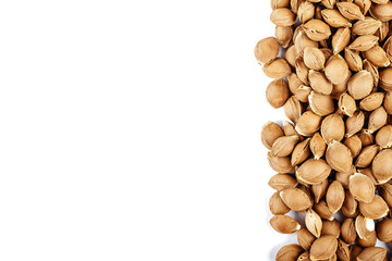 apricot pits isolated