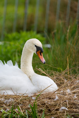 swan sit in birds nest