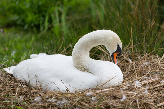 swan sit in his nest
