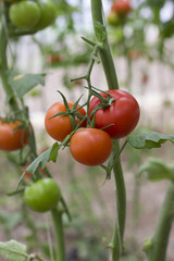 Beautiful red ripe heirloom tomatoes grown in a greenhouse. Gardening tomato photograph with copy space. Shallow depth of field