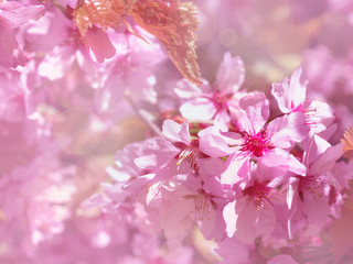 Beautiful branch of blossoming pink cherry in spring on floral background, sakura flowers in sunlight, copy space for text