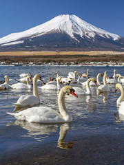 There are many swans in the mountain lake at Mount Fuji mountain. Japan