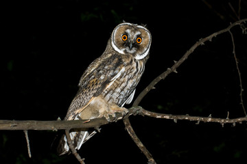 Obraz premium uszatka, sowa, ptak, natura, zwierzę