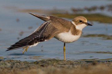 plover, bird,  sea, animal, sandpiper, 
