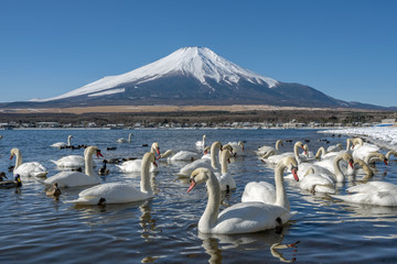 There are many swans in the mountain lake at Mount Fuji mountain. Japan