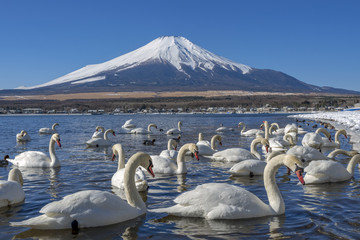There are many swans in the mountain lake at Mount Fuji mountain. Japan