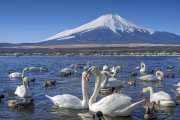 There are many swans in the mountain lake at Mount Fuji mountain. Japan