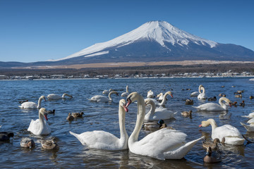 There are many swans in the mountain lake at Mount Fuji mountain. Japan