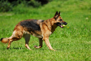 Trabender Schäferhund mit Ball