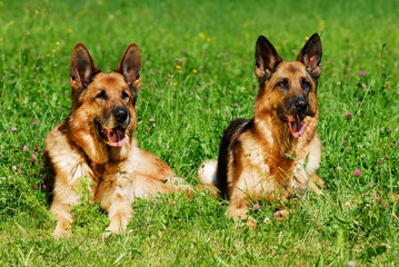 Zwei Schäferhunde liegen nebeneinander auf einer Wiese