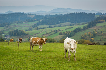 Autumn landscape with cows on the meadow in Tatra mountains, Poland