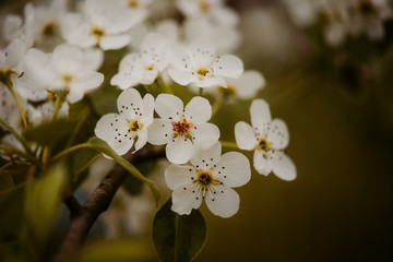 white flowers of apple tree