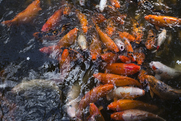 Obraz na płótnie Canvas Koi fish at Byodo-in Temple, Kaneohe, Oahu, Hawaii