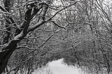 winter landscape with snow black and white