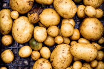 Pile of fresh harvested organic potatoes