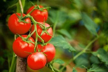 Fotobehang Ripe tomato plant growing in greenhouse © eugenegg